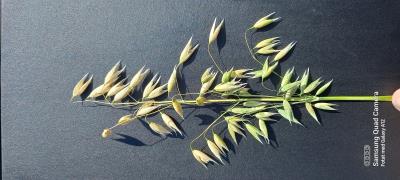 Panicle
